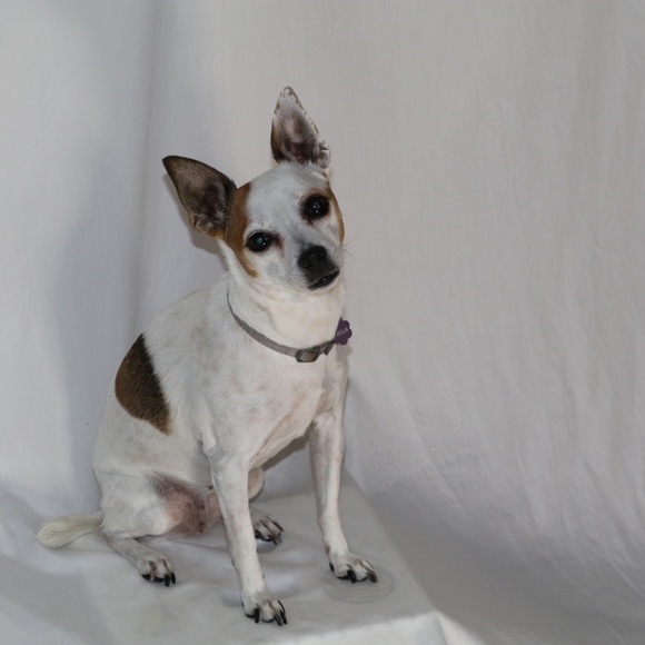 Meet your Posher, Tk - Picture 4 of 7